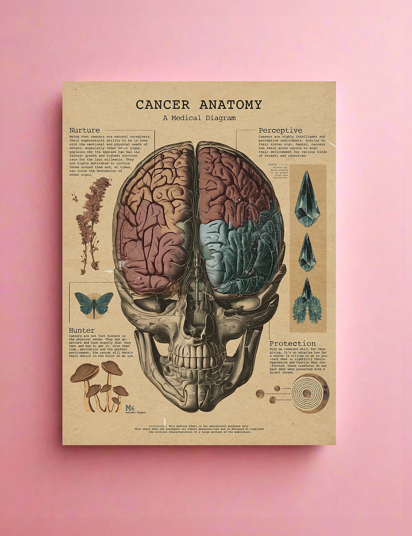 Zodiac Anatomy Prints