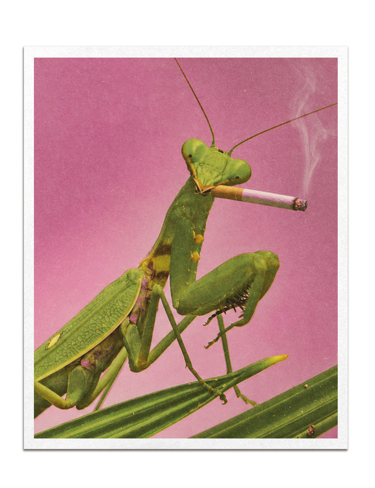 Mantis Print