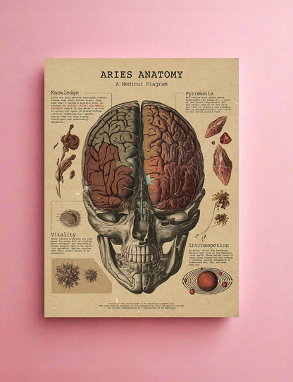 Zodiac Anatomy Prints