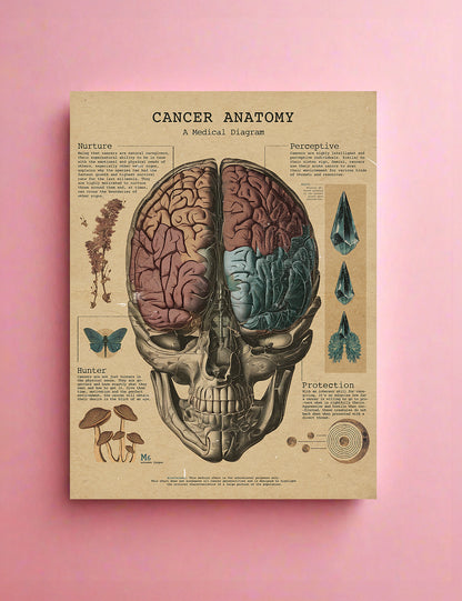 Zodiac Anatomy Prints