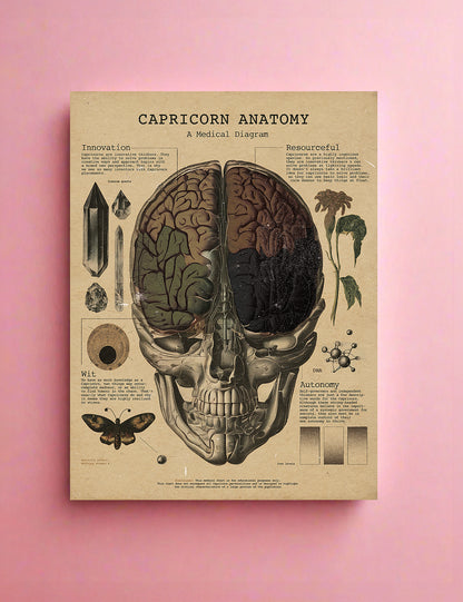 Zodiac Anatomy Prints