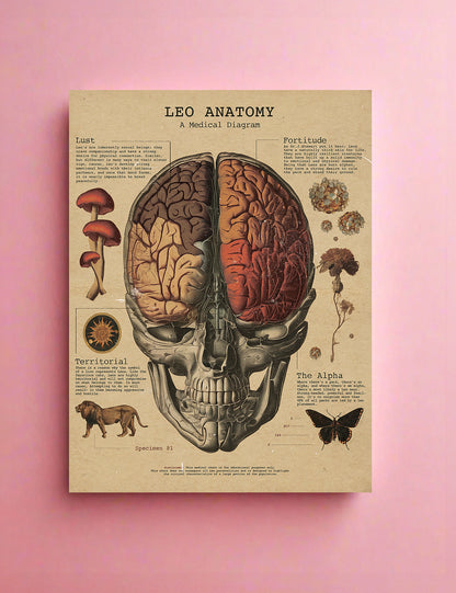 Zodiac Anatomy Prints