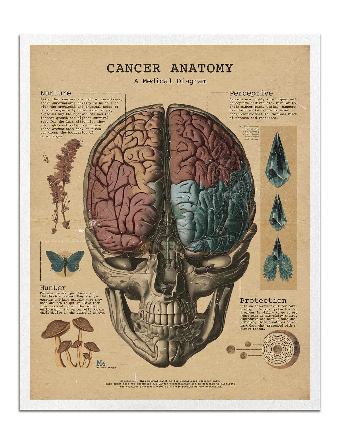 Zodiac Anatomy Prints