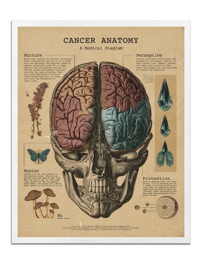 Zodiac Anatomy Prints