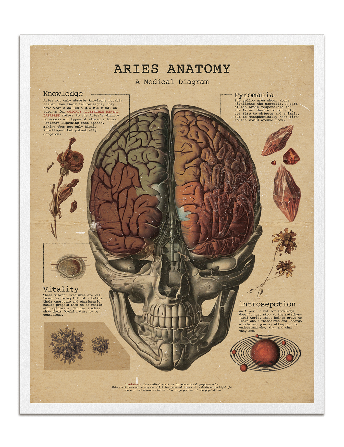 Zodiac Anatomy Prints