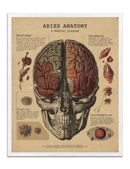 Zodiac Anatomy Prints