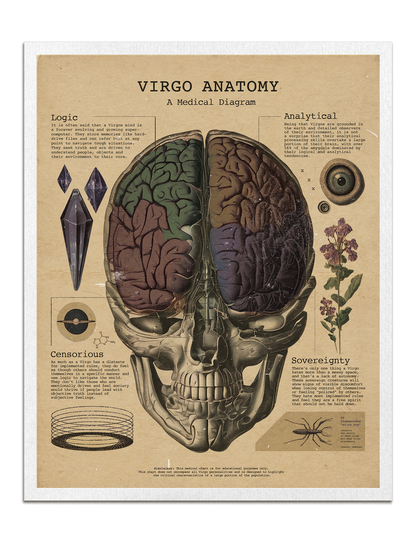 Zodiac Anatomy Prints