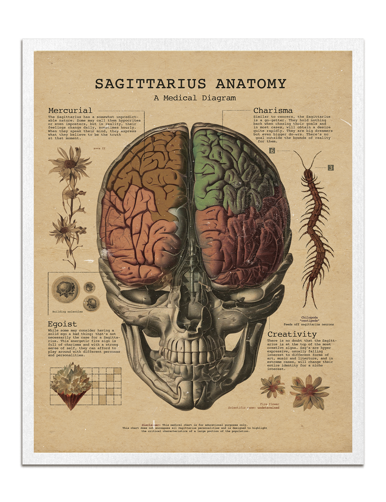 Zodiac Anatomy Prints