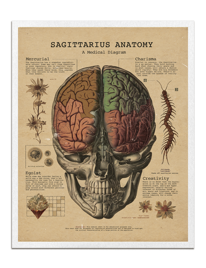Zodiac Anatomy Prints