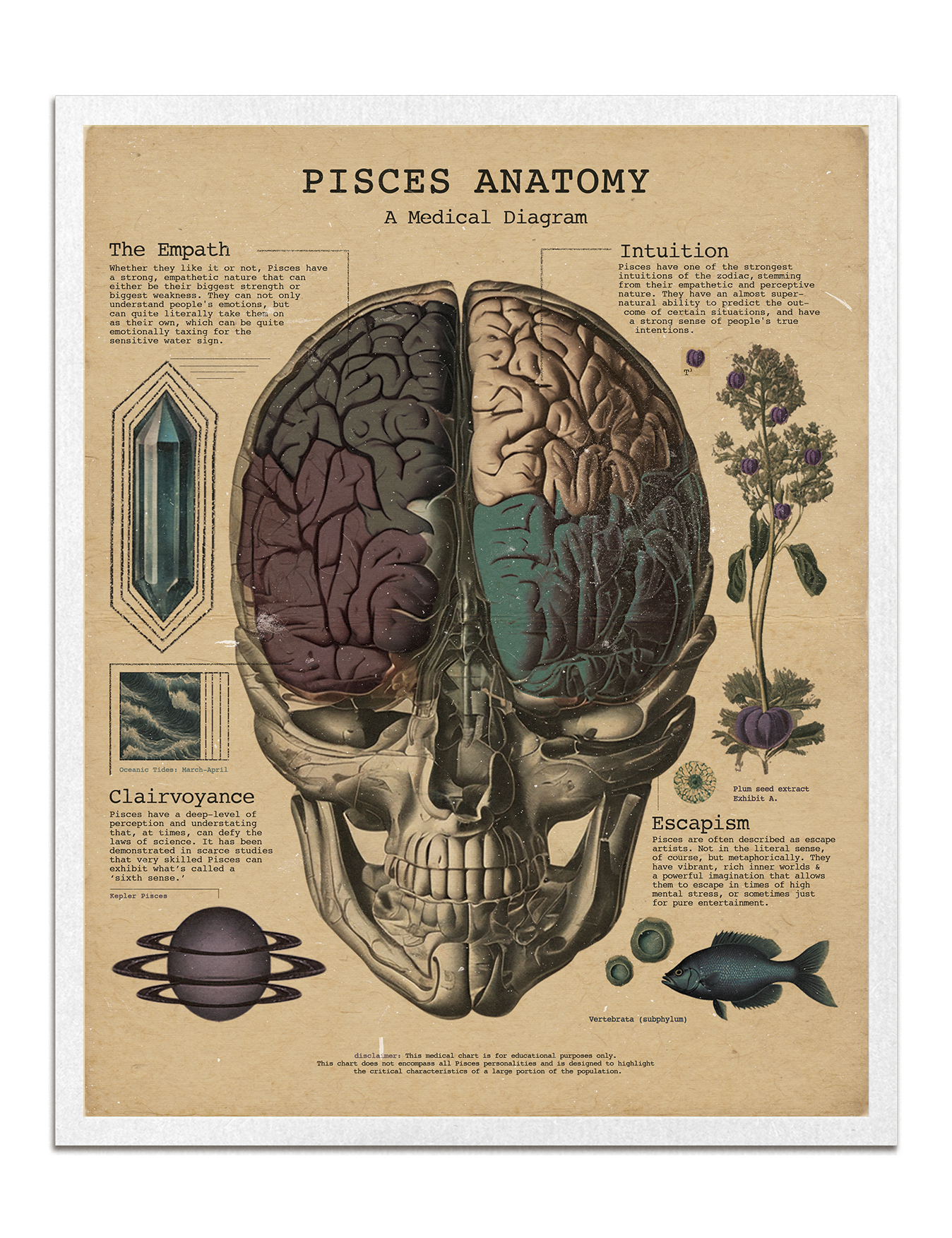 Zodiac Anatomy Prints