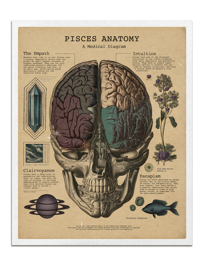 Zodiac Anatomy Prints