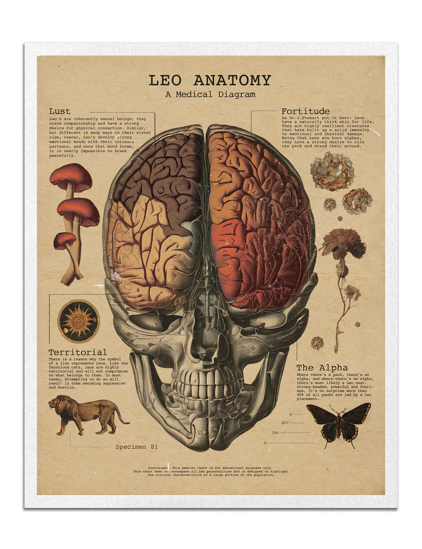 Zodiac Anatomy Prints