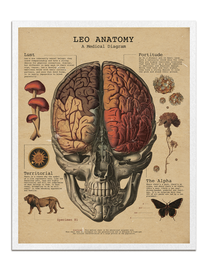 Zodiac Anatomy Prints