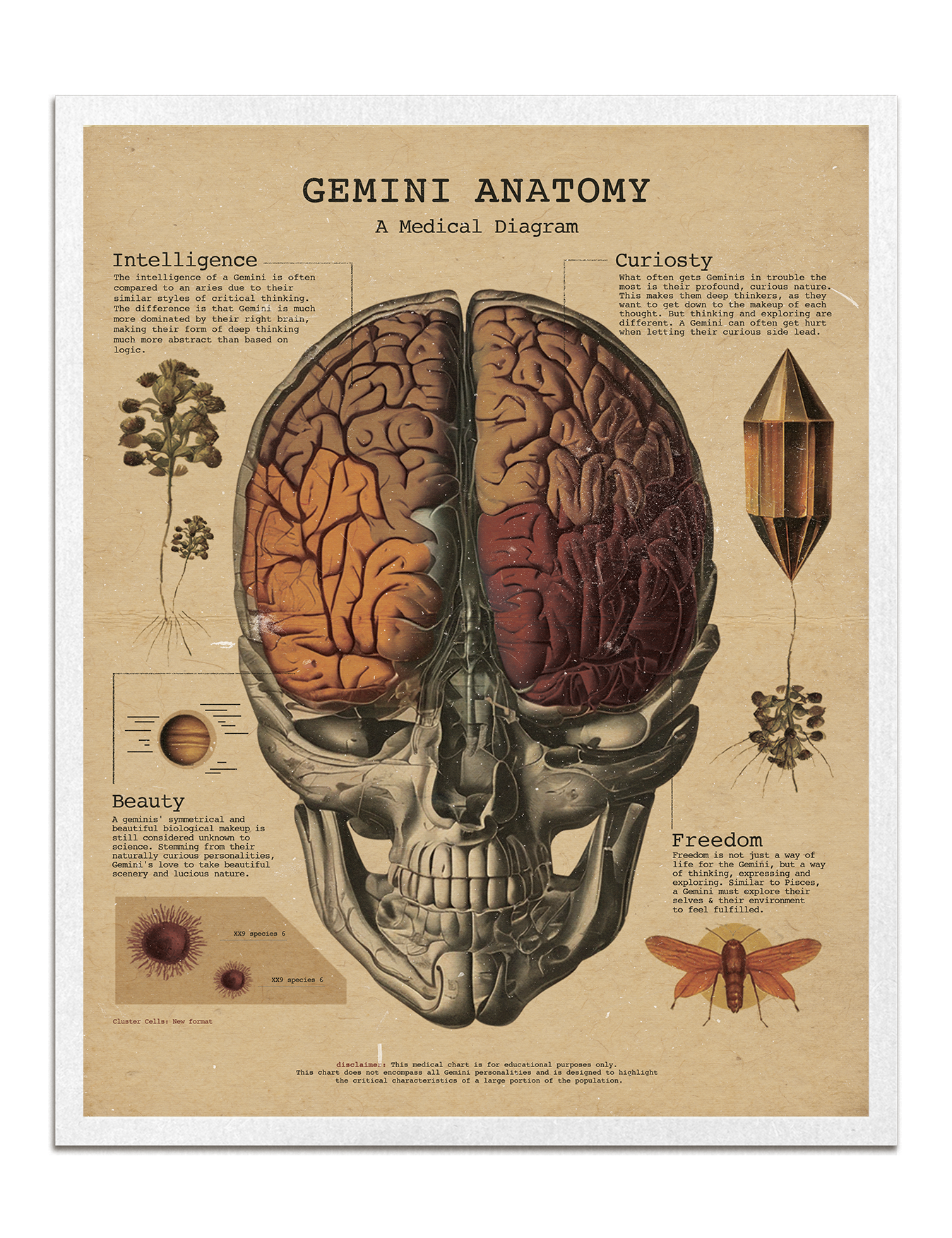 Zodiac Anatomy Prints