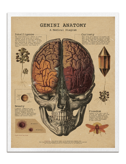 Zodiac Anatomy Prints