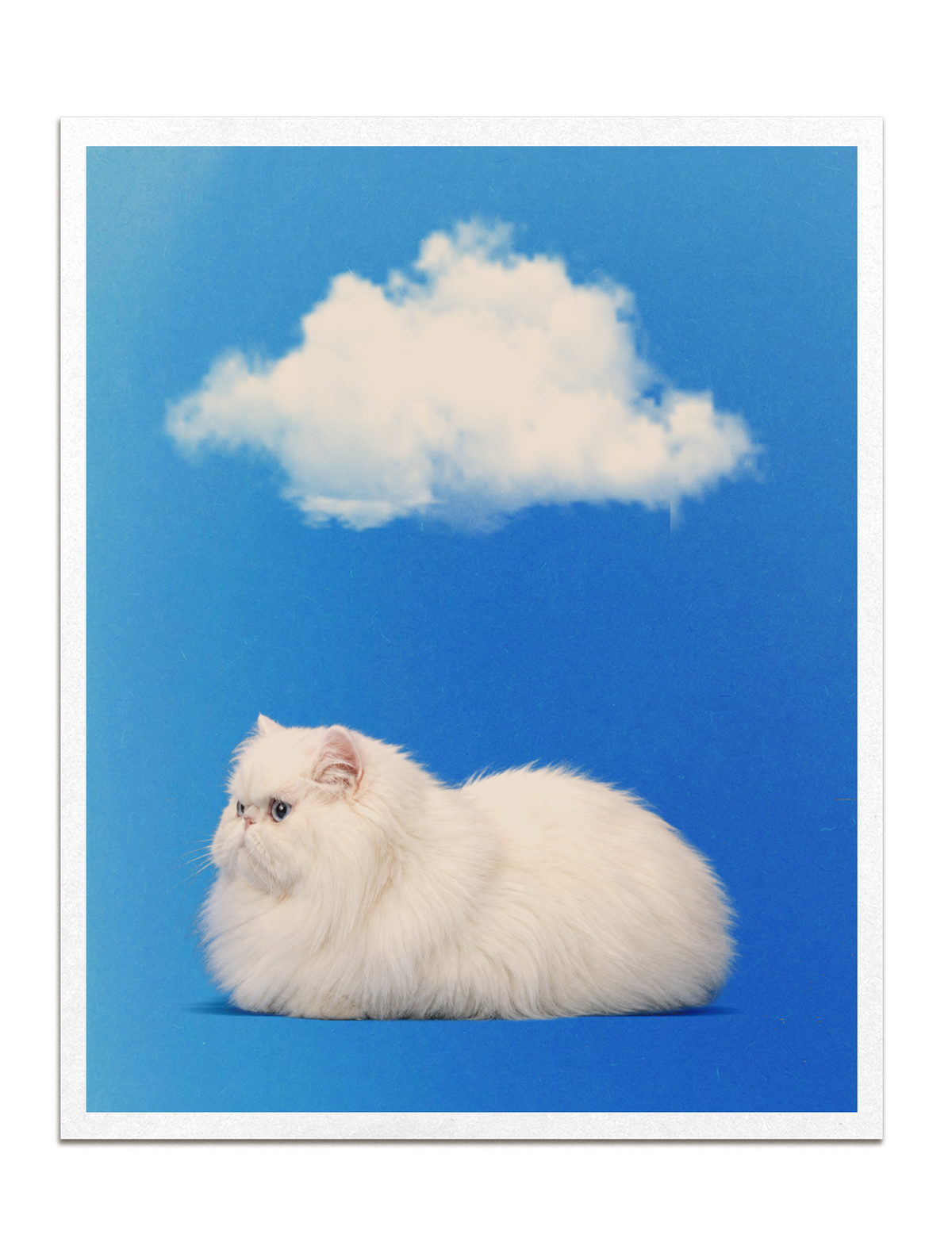Kitty Cloud Print