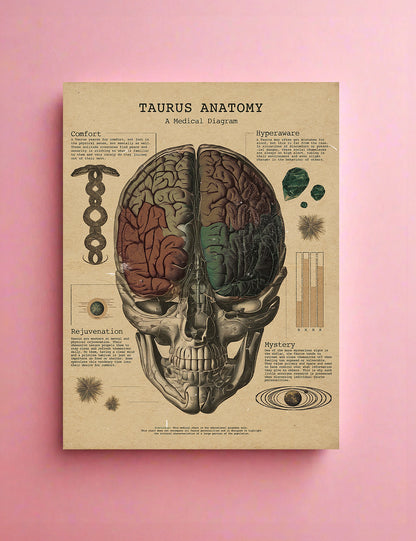 Zodiac Anatomy Prints